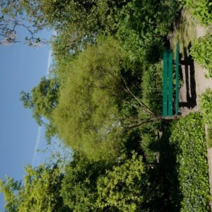 Frangula alnus 'Aspleniifolia'