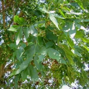 Fraxinus excelsior 'Altena'