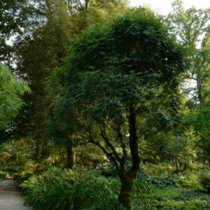 Fraxinus excelsior 'Nana'