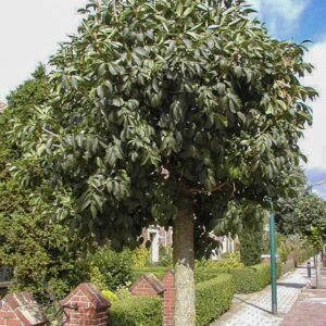 Fraxinus ornus 'Mecsek'