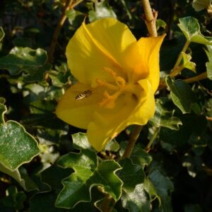 Fremontodendron californicum 'Californian Gold'