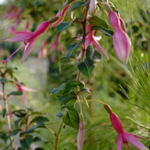 Fuchsia 'Anna Sunshine'