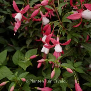 Fuchsia 'Lady Thumb'