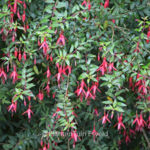 Fuchsia 'Riccartonii'