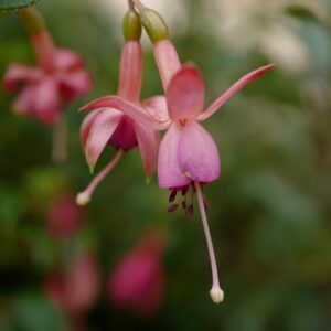 Fuchsia 'Susan Travis'