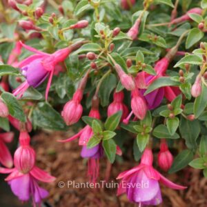 Fuchsia 'Tom Thumb'