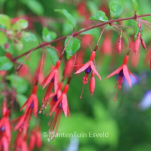 Fuchsia magellanica 'Gracilis'