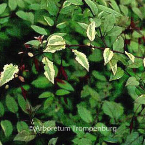 Fuchsia magellanica 'Variegata'