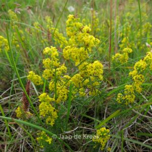 Galium verum