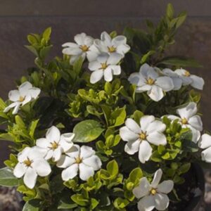Gardenia jasminoides 'Kleim's Hardy'