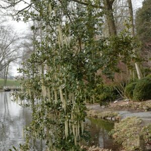 Garrya elliptica 'James Roof'