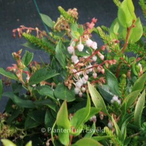 Gaultheria 'Aalshorst'