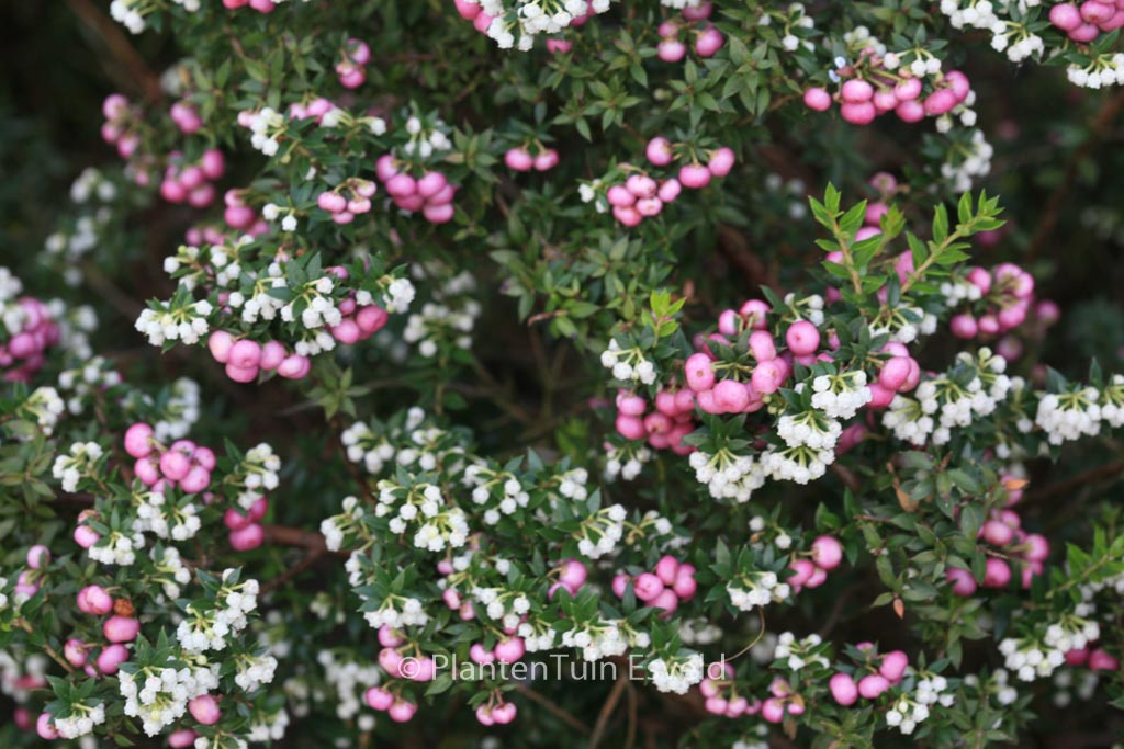 Gaultheria mucronata 'Stag River'