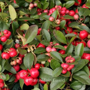 Gaultheria procumbens