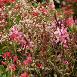 Gaura lindheimeri 'Geyser Pink'