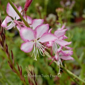 Gaura lindheimeri 'Harrosy' (ROSYJANE)