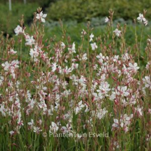 Gaura lindheimeri 'Short Form'