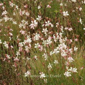 Gaura lindheimeri 'Whirling Butterflies'