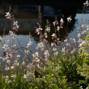 Gaura lindheimeri 'White Dove'