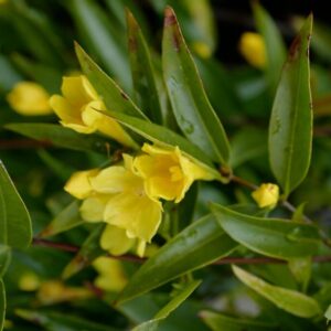 Gelsemium sempervirens