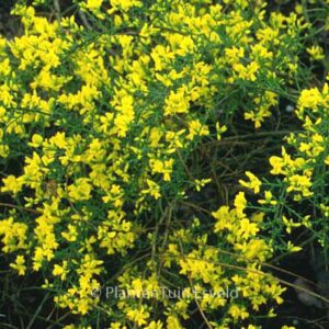 Genista lydia