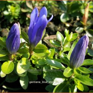 Gentiana 'Blue Star'
