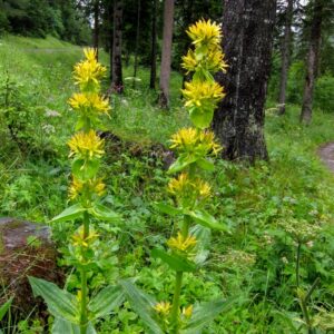 Gentiana lutea
