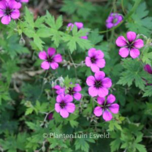Geranium 'Anne Thomson'