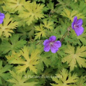 Geranium 'Blogold' (BLUE SUNRISE)