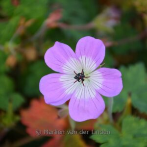 Geranium 'Bloom Time'