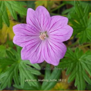 Geranium 'Blushing Turtle'