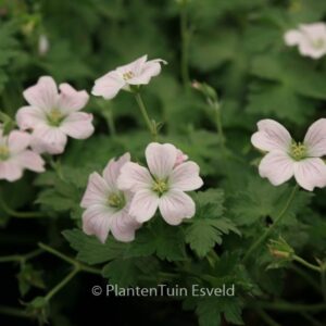 Geranium 'Bremdream' (DREAMLAND)