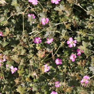Geranium 'Bremery' (ORKNEY CHERRY)