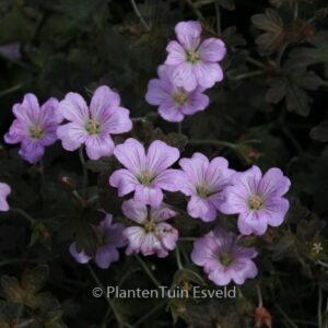 Geranium 'Dusky Crug'