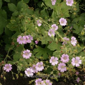 Geranium 'Karen Wouters'