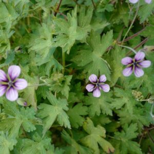 Geranium 'Salome'