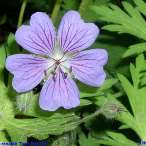 Geranium 'Terre Franche'