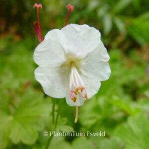 Geranium cantabrigiense 'St. Ola'