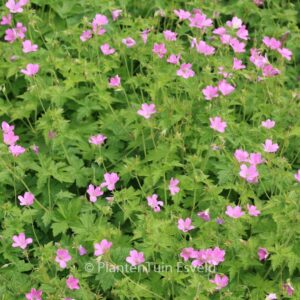 Geranium endressii