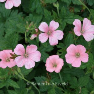 Geranium endressii 'Wargrave Pink'