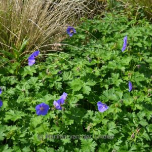 Geranium himalayense 'Gravetye'