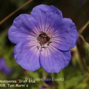 Geranium himalayense 'Irish Blue'