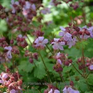 Geranium macrorrhizum 'Ingwersen's Variety'
