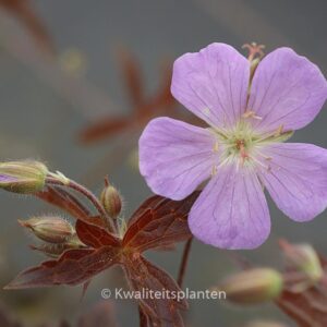 Geranium maculatum 'Elizabeth Ann'