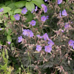 Geranium maculatum 'Espresso'