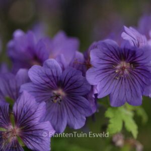 Geranium magnificum 'Rosemoor'