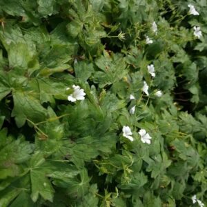 Geranium oxonianum 'Ankum's White'