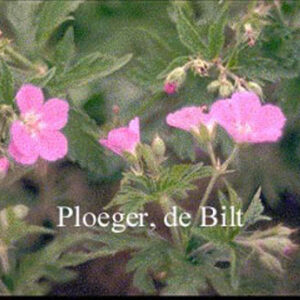 Geranium oxonianum 'Claridge Druce'