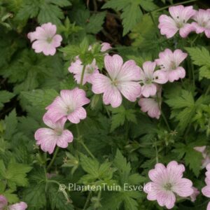 Geranium oxonianum 'Hollywood'