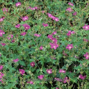 Geranium oxonianum 'Koenigshof'